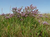 Limonium binervosum 7, Kliflamsoor, Saxifraga-Hans Grotenhuis