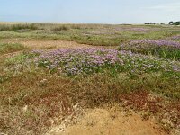 Limonium binervosum 8, Kliflamsoor, Saxifraga-Hans Grotenhuis