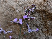 Limonium ovalifolium 8, Saxifraga-Ed Stikvoort