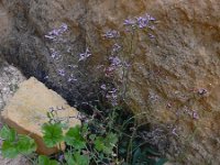 Limonium ovalifolium 9, Saxifraga-Ed Stikvoort