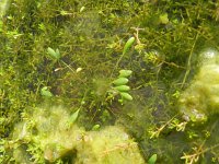 Limosella aquatica 10, Slijkgroen, Saxifraga-Rutger Barendse