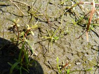 Limosella aquatica 11, Slijkgroen, Saxifraga-Rutger Barendse