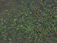 Limosella aquatica 15, Slijkgroen, Saxifraga-Hans Boll