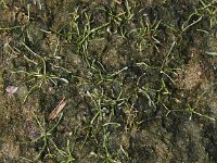 Limosella aquatica 4, Slijkgroen, Saxifraga-Peter Meininger