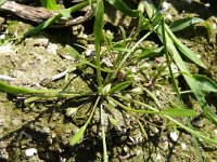 Limosella aquatica 5, Slijkgroen, Saxifraga-Jasenka Topic