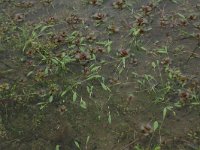 Limosella aquatica 6, Slijkgroen, Saxifraga-Hans Boll