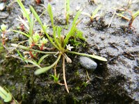 Limosella aquatica 8, Slijkgroen, Saxifraga-Rutger Barendse