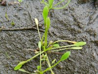 Limosella aquatica 9, Slijkgroen, Saxifraga-Rutger Barendse