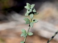 Linaria algarviana 20, Saxifraga-Sonja Bouwman  Algarve toadflax - Linaria algarviana - Plantaginaceae familie