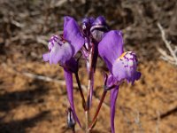 Linaria algarviana 23, Saxifraga-Ed Stikvoort