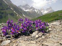 Linaria alpina 13, Foto Fitis-Sytske Dijksen