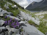 Linaria alpina 20, Saxifraga-Willem van Kruijsbergen