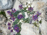 Linaria alpina 29, Saxifraga-Jasenka Topic