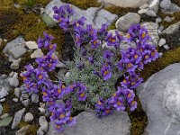 Linaria alpina 3, Saxifraga-Willem van Kruijsbergen