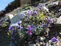 Linaria alpina 36, Saxifraga-Ed Stikvoort