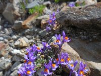 Linaria alpina 37, Saxifraga-Ed Stikvoort