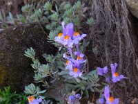 Linaria alpina 38, Saxifraga-Ed Stikvoort