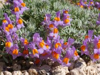 Linaria alpina 49, Saxifraga-Harry Jans