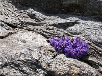 Linaria alpina 52, Saxifraga-Luuk Vermeer