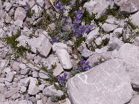 Linaria alpina 53, Saxifraga-Luuk Vermeer