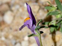 Linaria alpina 56, Saxifraga-Sonja Bouwman  Alpenleeuwenbek - Linaria alpina - Plantaginaceae familie