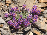 Linaria alpina 58, Saxifraga-Luuk Vermeer