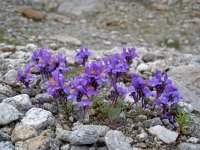 Linaria alpina 59, Saxifraga-Luuk Vermeer