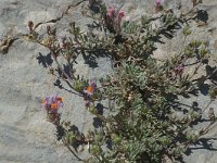 Linaria alpina ssp alpina 22, Saxifraga-Marijke Verhagen
