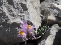 Linaria alpina ssp filicaulis 64, Saxifraga-Willem van Kruijsbergen