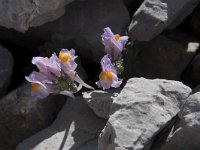 Linaria alpina ssp filicaulis 65, Saxifraga-Willem van Kruijsbergen