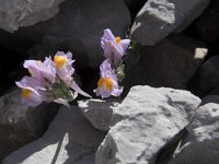 Linaria alpina ssp filicaulis 66, Saxifraga-Willem van Kruijsbergen