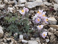 Linaria alpina ssp filicaulis 67, Saxifraga-Willem van Kruijsbergen