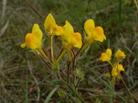 Linaria bimaculata 2, Saxifraga-Ed Stikvoort : Olhão s9900
