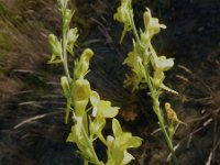 Linaria genistifolia 2, Saxifraga-Jasenka Topic