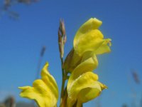 Linaria grandiflora 2, Saxifraga-Ed Stikvoort