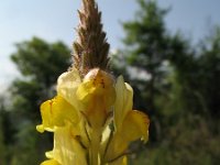 Linaria multicaulis