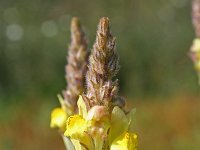 Linaria multicaulis 2, Saxifraga-Jeroen Willemsen