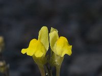Linaria oblongifolia 3, Saxifraga-Willem van Kruijsbergen
