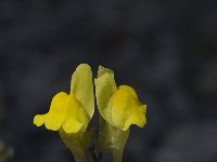 Linaria oblongifolia 4, Saxifraga-Willem van Kruijsbergen