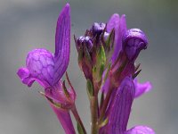 Linaria pelisseriana 3, Saxifraga-Rutger Barendse