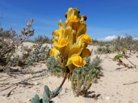 Linaria polygalifolia