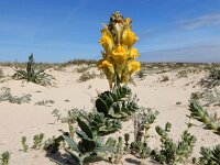 Linaria polygalifolia ssp lamarckii 3, Saxifraga-Ed Stikvoort : Ilha Deserta