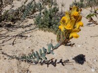 Linaria polygalifolia ssp lamarckii 4, Saxifraga-Ed Stikvoort : Ilha Deserta