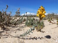Linaria polygalifolia ssp lamarckii 5, Saxifraga-Ed Stikvoort : Ilha Deserta