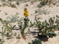 Linaria polygalifolia ssp lamarckii 6, Saxifraga-Ed Stikvoort : Ilha Deserta