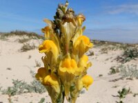 Linaria polygalifolia ssp lamarckii 7, Saxifraga-Ed Stikvoort : Ilha Deserta