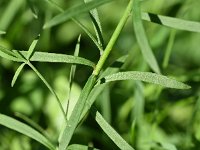 Linaria repens 22, Gestreepte leeuwenbek, Saxifraga-Sonja Bouwman