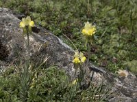 Linaria supina 21, Saxifraga-Willem van Kruijsbergen