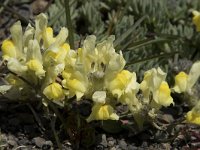 Linaria supina 22, Saxifraga-Willem van Kruijsbergen