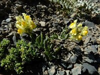 Linaria supina 28, Liggende leeuwenbek, Saxifraga-Ed Stikvoort : Espinama - Fuente Dé - Regugio de Aliva s9900
